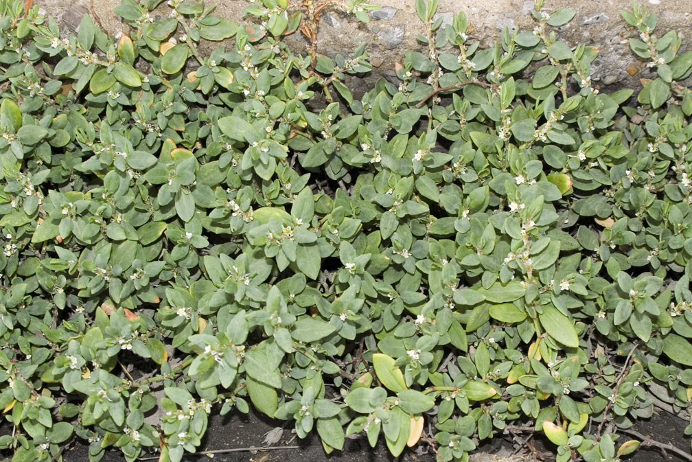 Polygonum maritimum